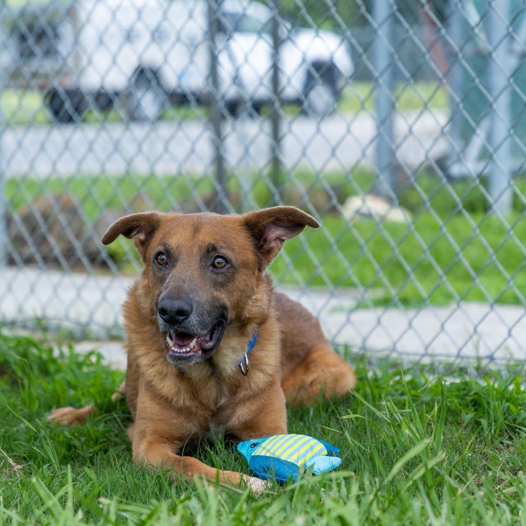 Rowan - Retriever/Mix