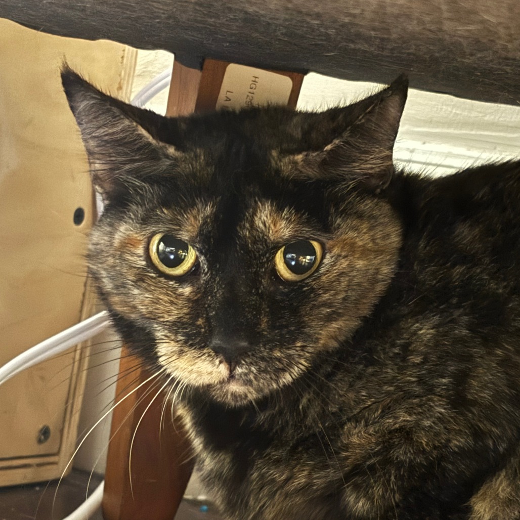 Nibbles - Domestic Shorthair