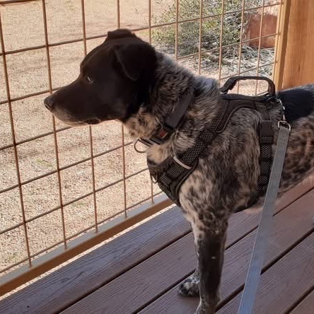 Adoptable Male Male