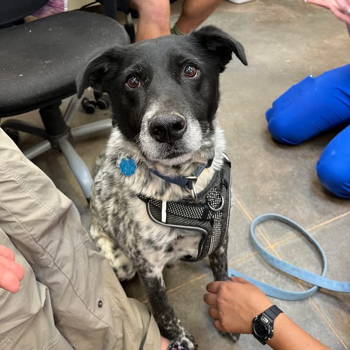 Adoptable Male Male