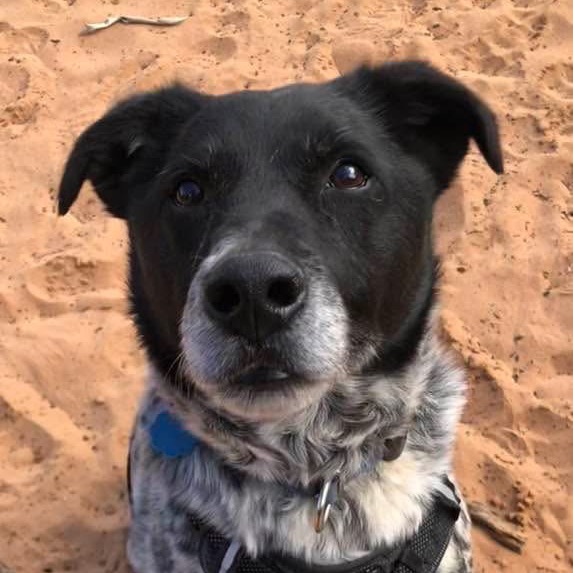 Adoptable Male Male