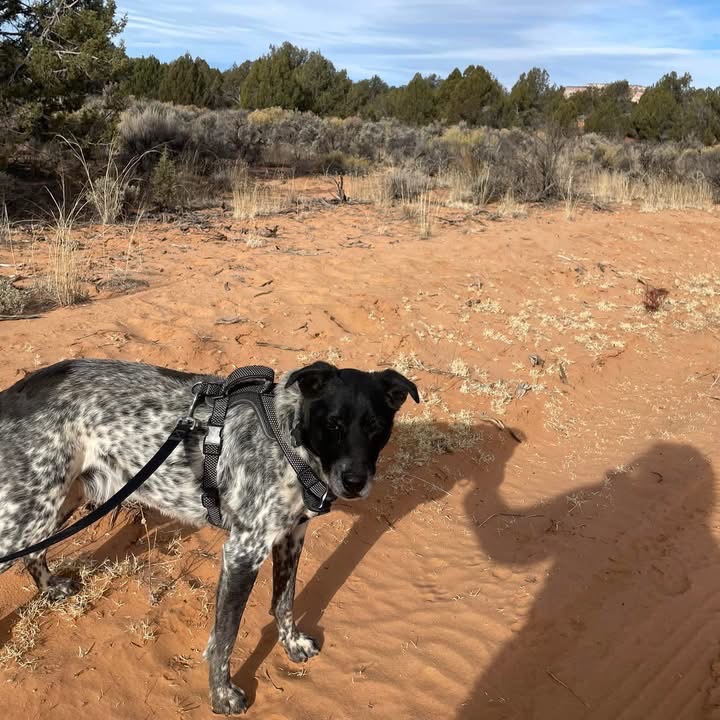 Adoptable Male Male