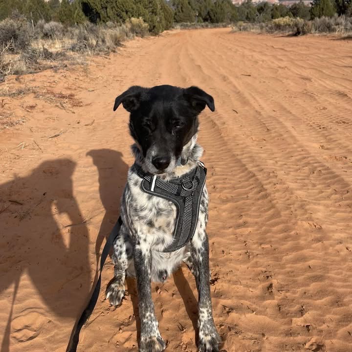 Adoptable Male Male