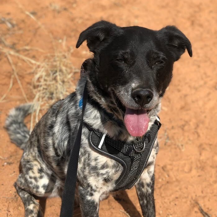 Adoptable Male Male