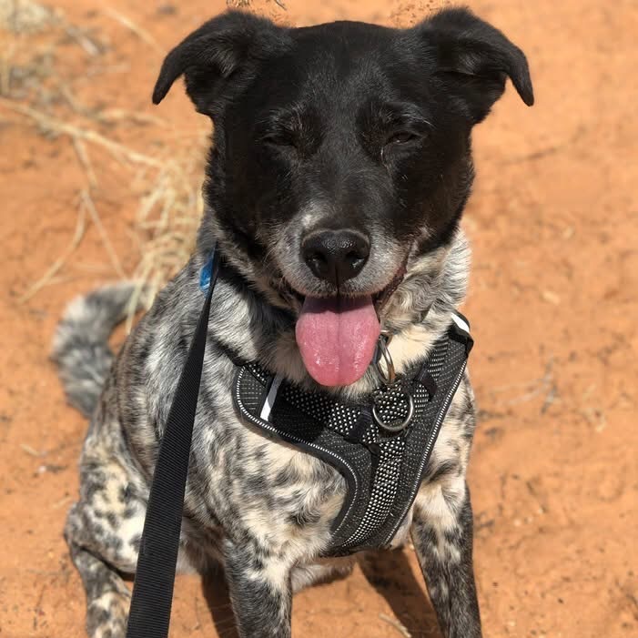 Adoptable Male Male