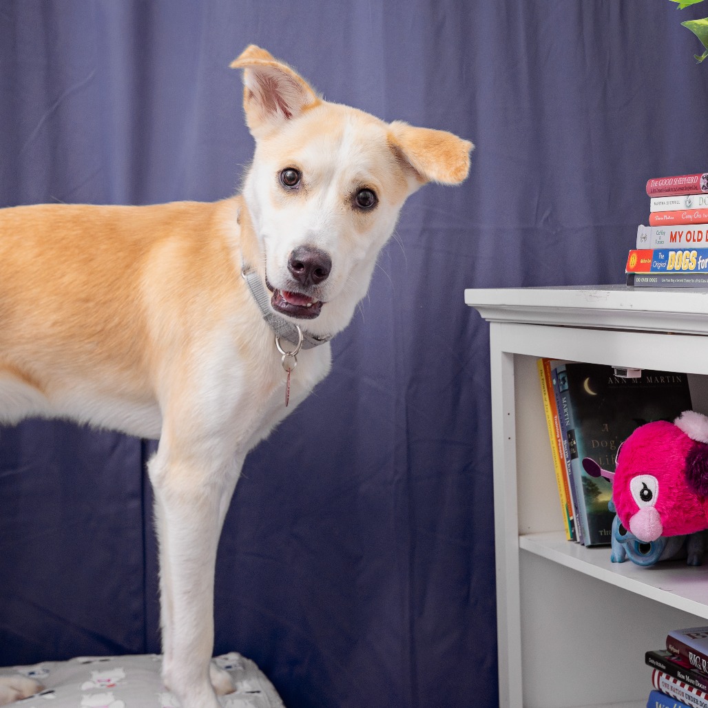 Chevy - Husky/Mix