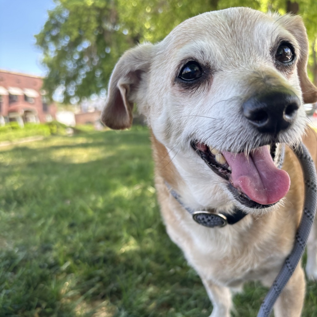 Nuggie - Chihuahua/Mix