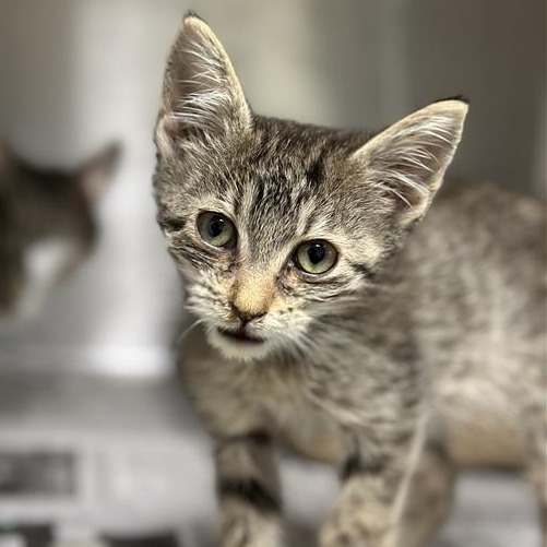 Rayne - Domestic Shorthair