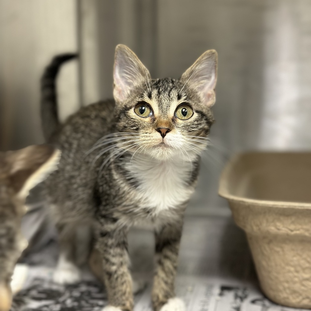 Robin - Domestic Shorthair