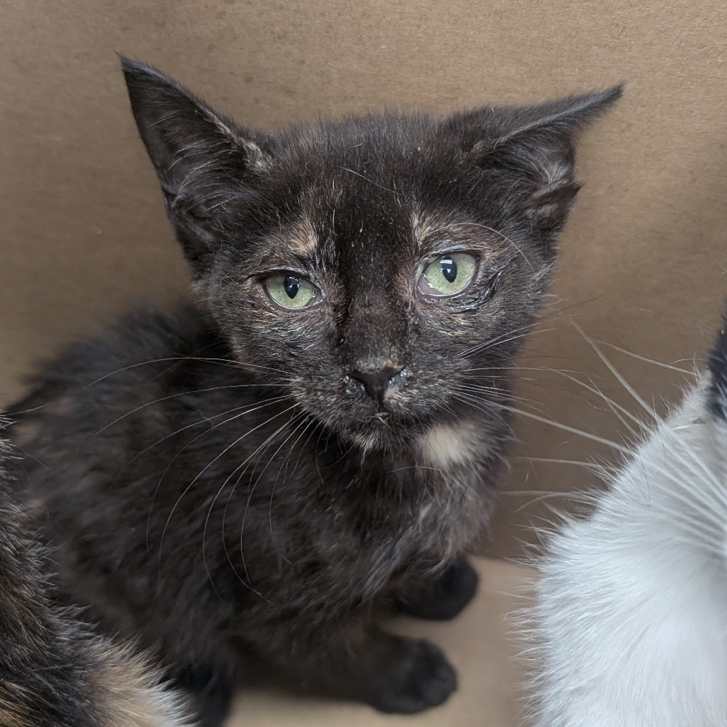 Clover - Domestic Shorthair