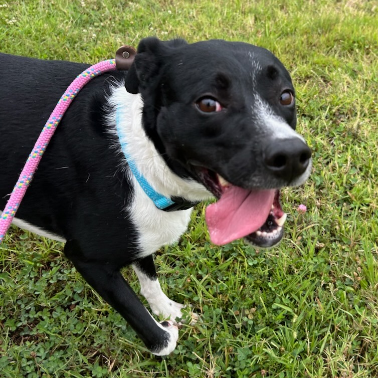 Geraldine - Mixed Breed (Medium)