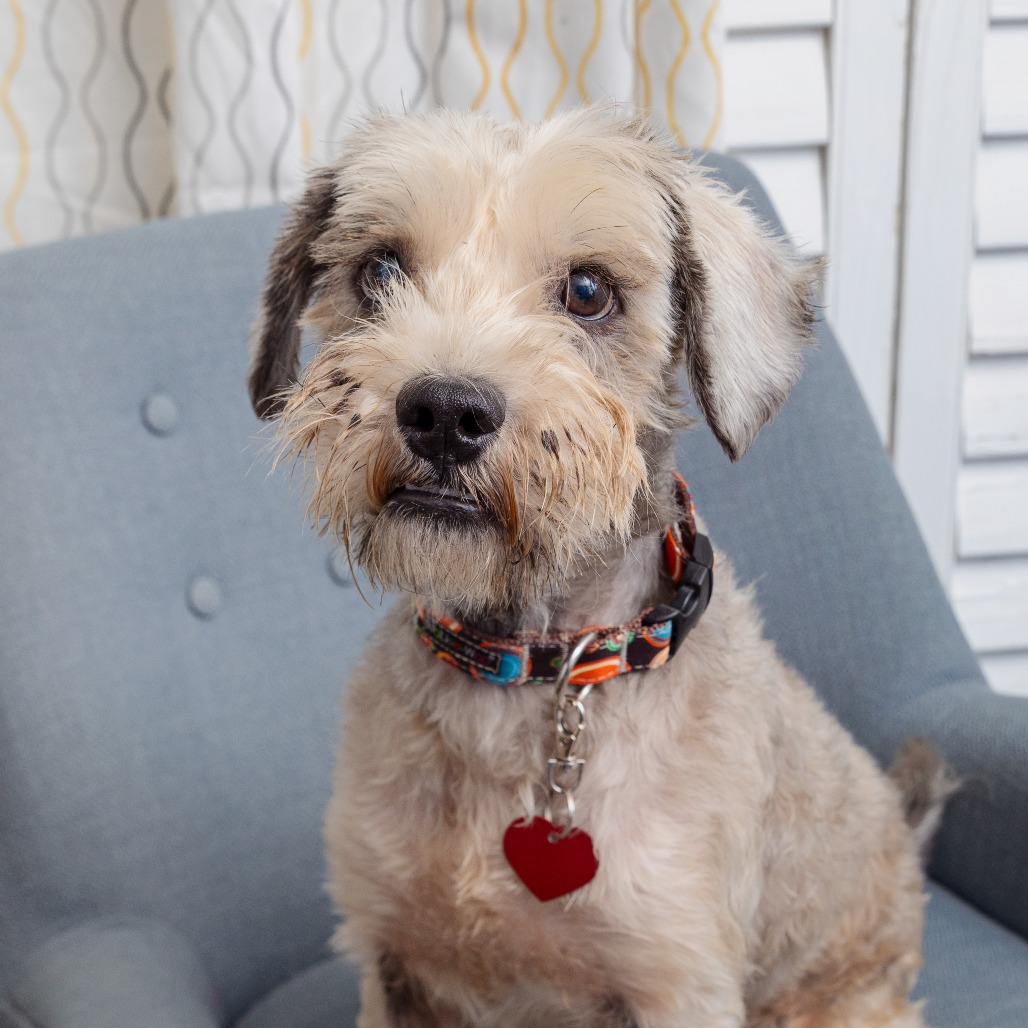 Vinny - Terrier/Mix