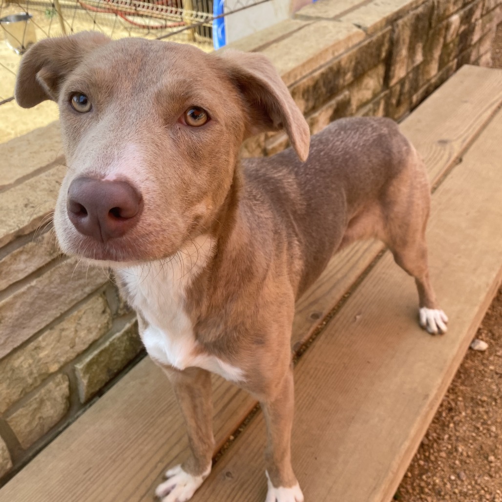 Rose - Mixed Breed (Small)