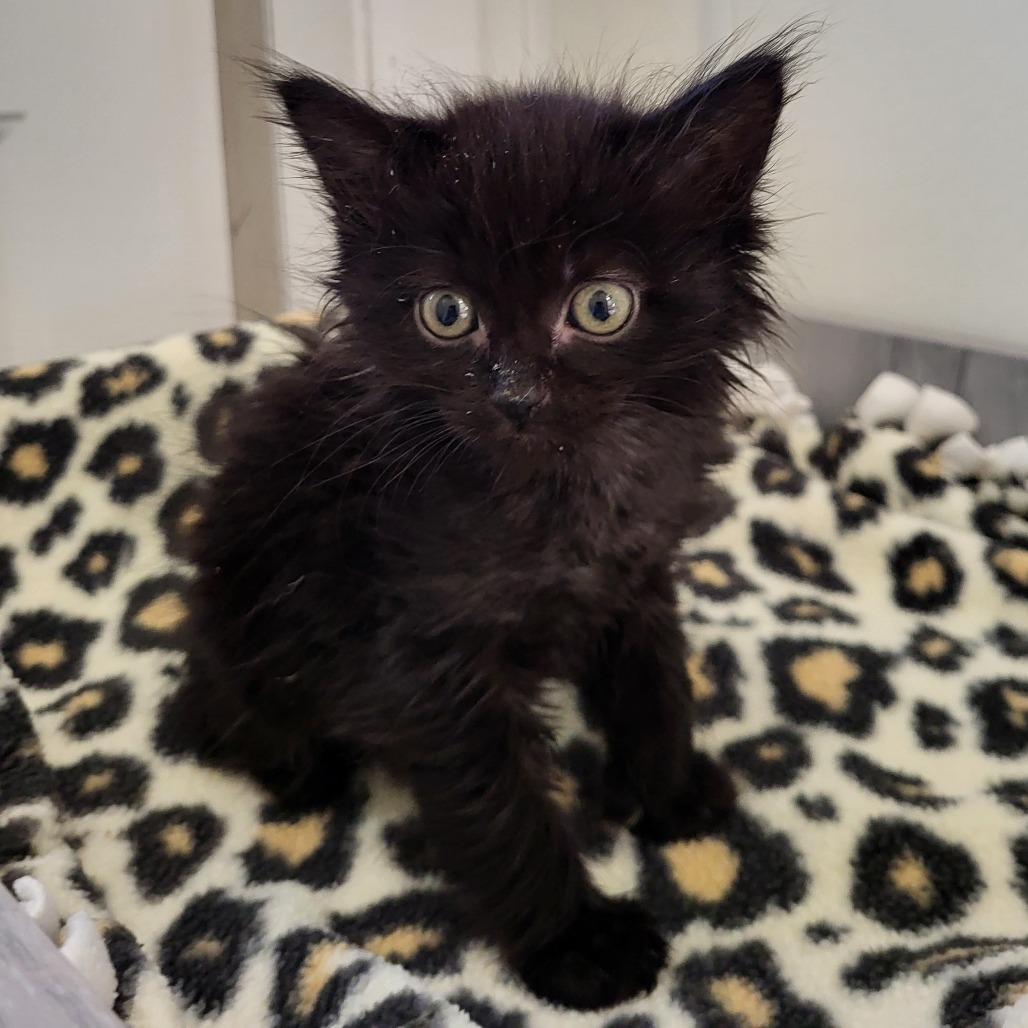 Rumble - Domestic Medium Hair