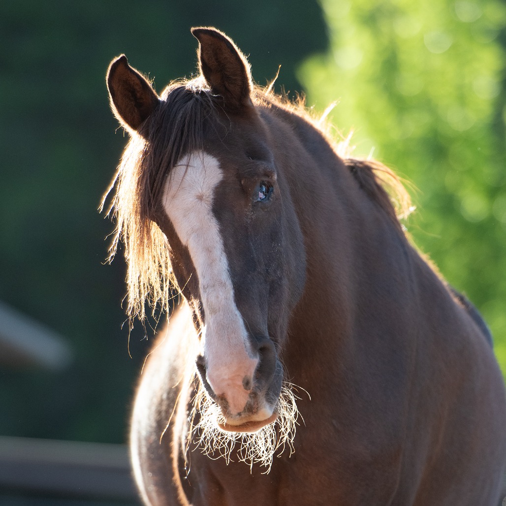 Helen - Arabian