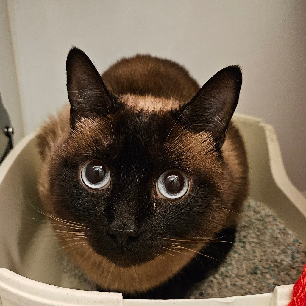Otter - Siamese