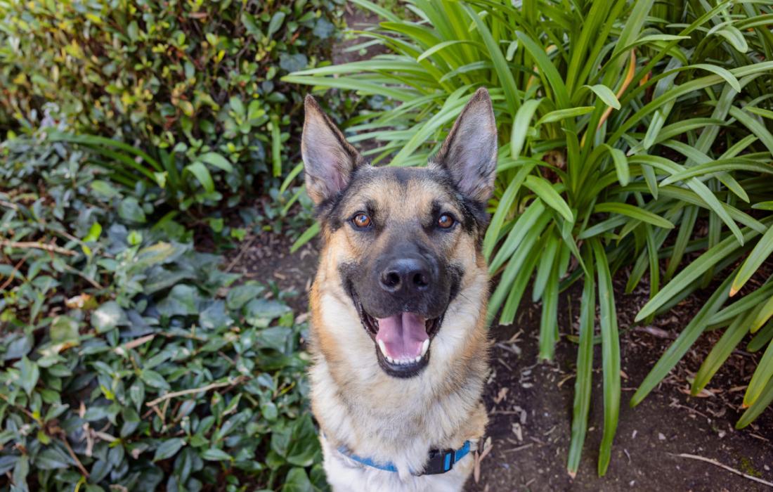 Shepherd type dog with a wide smile, outside in green plants