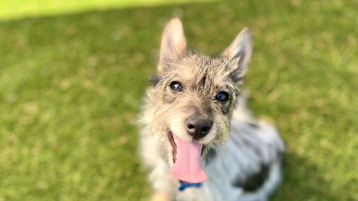 Freya the dog