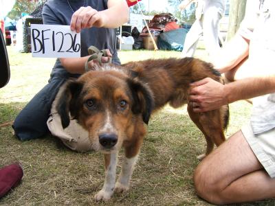 Person holding an ID number beside a dog being held by another person