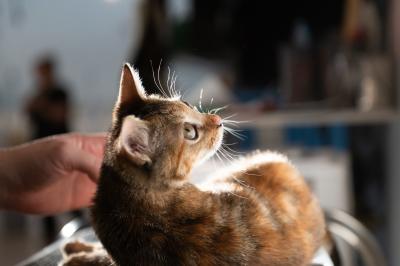 Indy the kitten lying in a beam of light