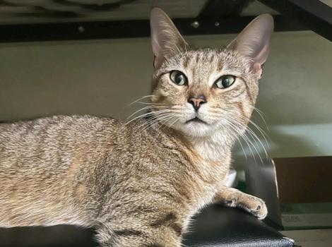 Kiwi the tabby cat