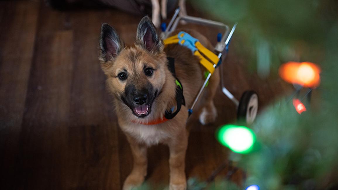 Paralyzed-puppy-SpearmintSallyFoster3950MW.jpg