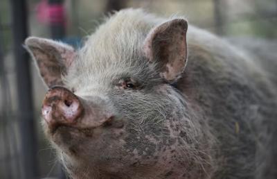 The face of a white potbellied pig