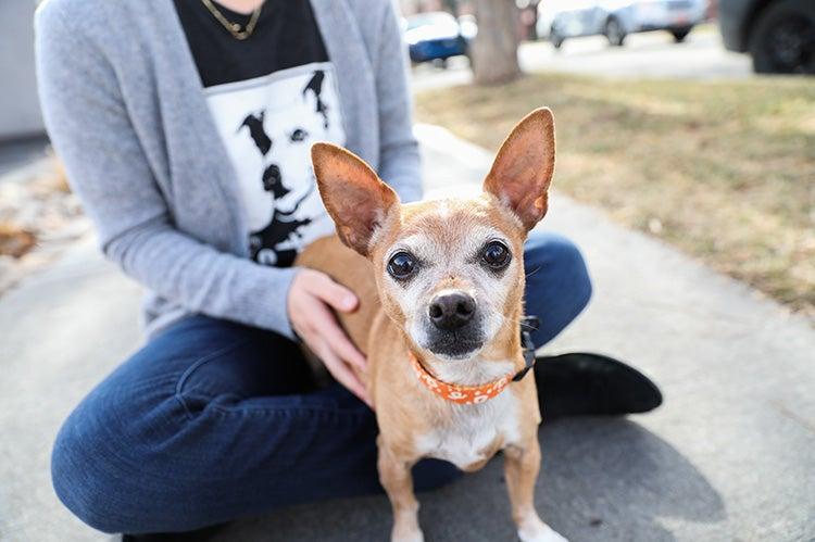 Small dog sitting in person's lap