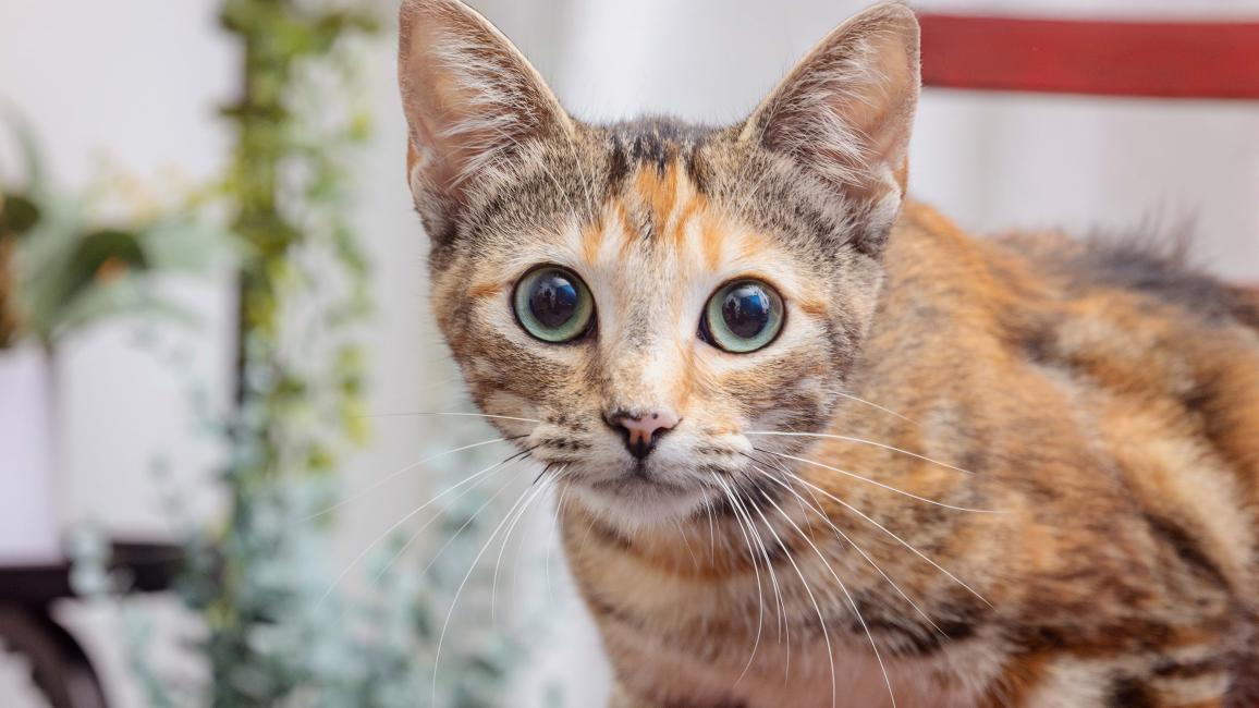 Calico cat