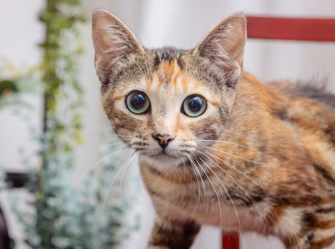 Calico cat