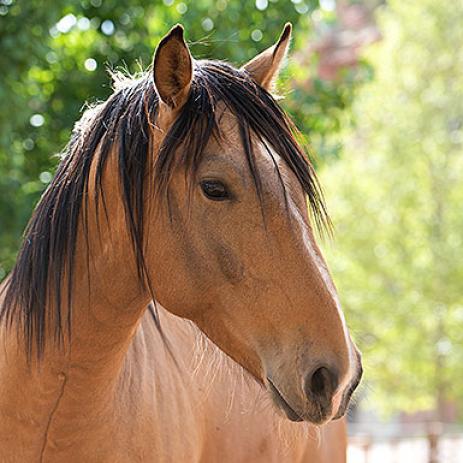 Clancy - Quarter Horse/Mustang