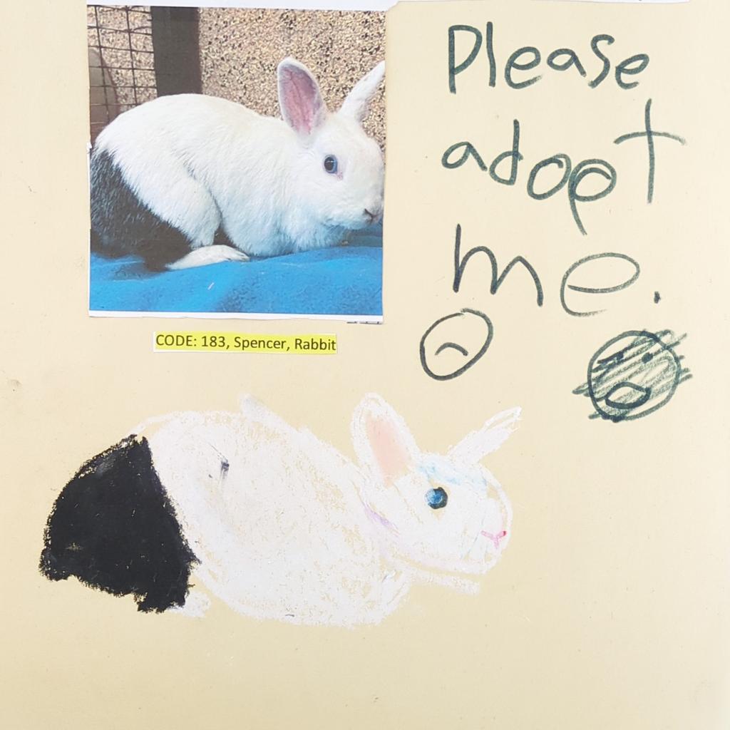 Adoptable Male Male