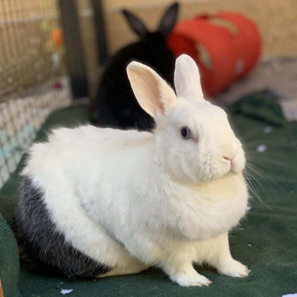 Adoptable Male Male