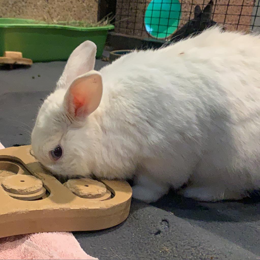 Adoptable Male Male