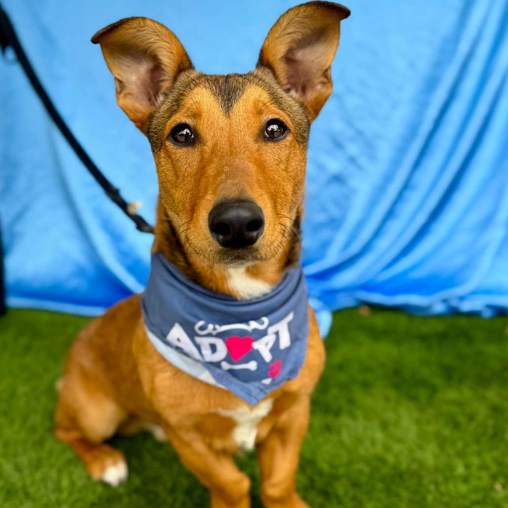 Chico - Dachshund