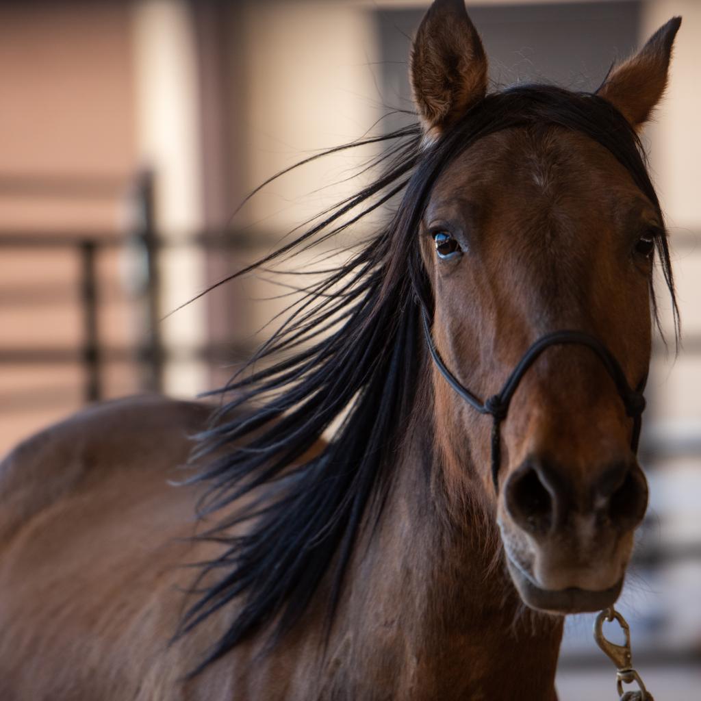 Lumpy - Mustang