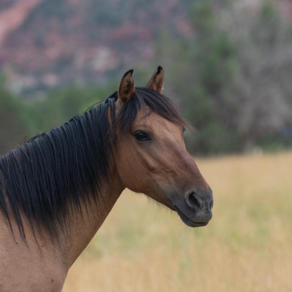 Adoptable Male Male