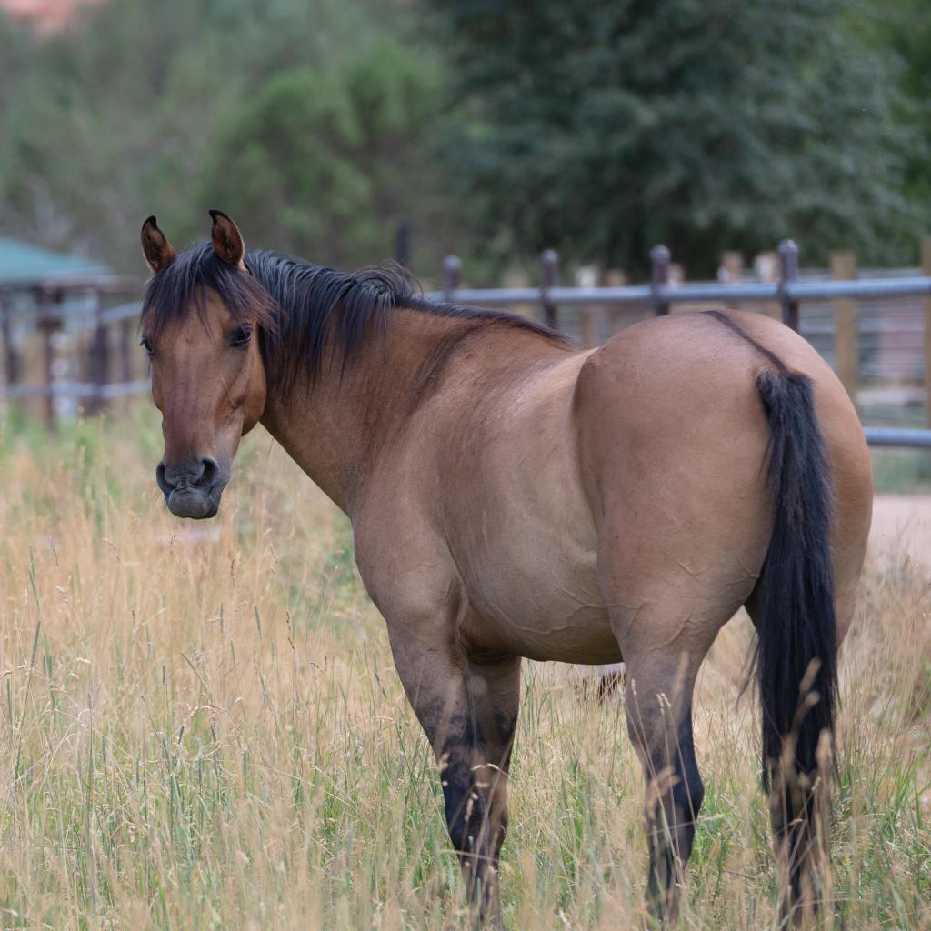 Adoptable Male Male