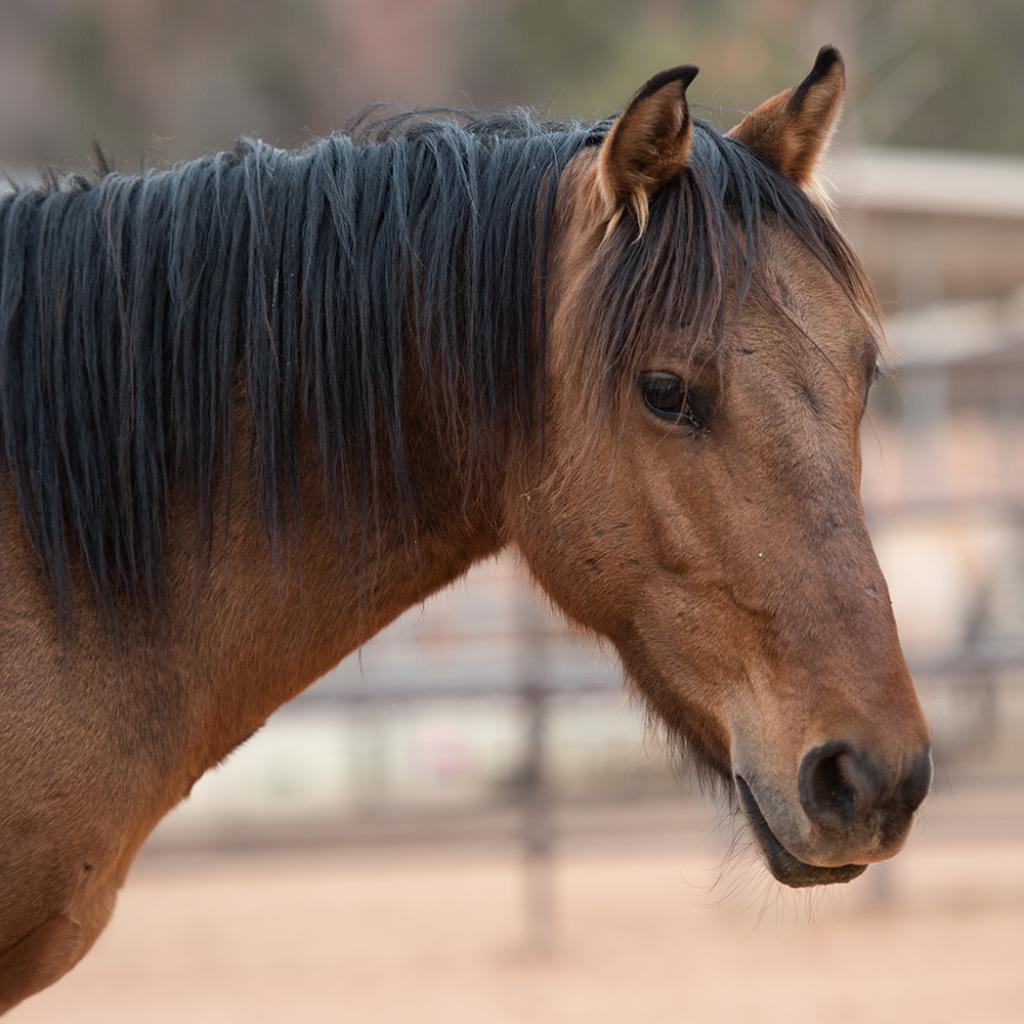 Adoptable Male Male