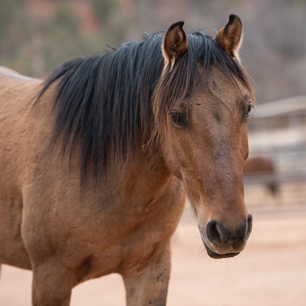 Adoptable Male Male