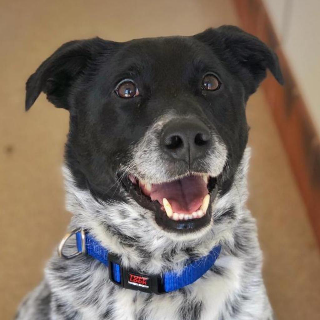 Adoptable Male Male