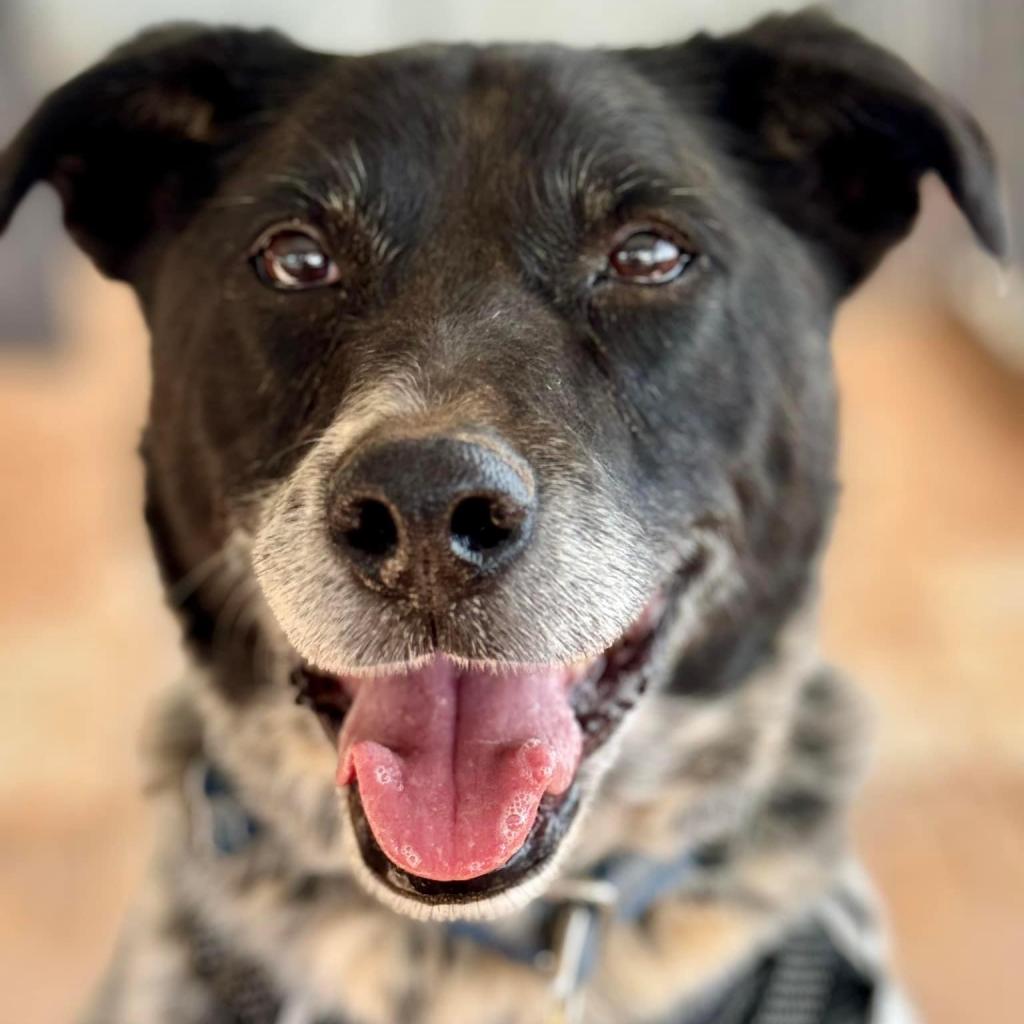 Adoptable Male Male
