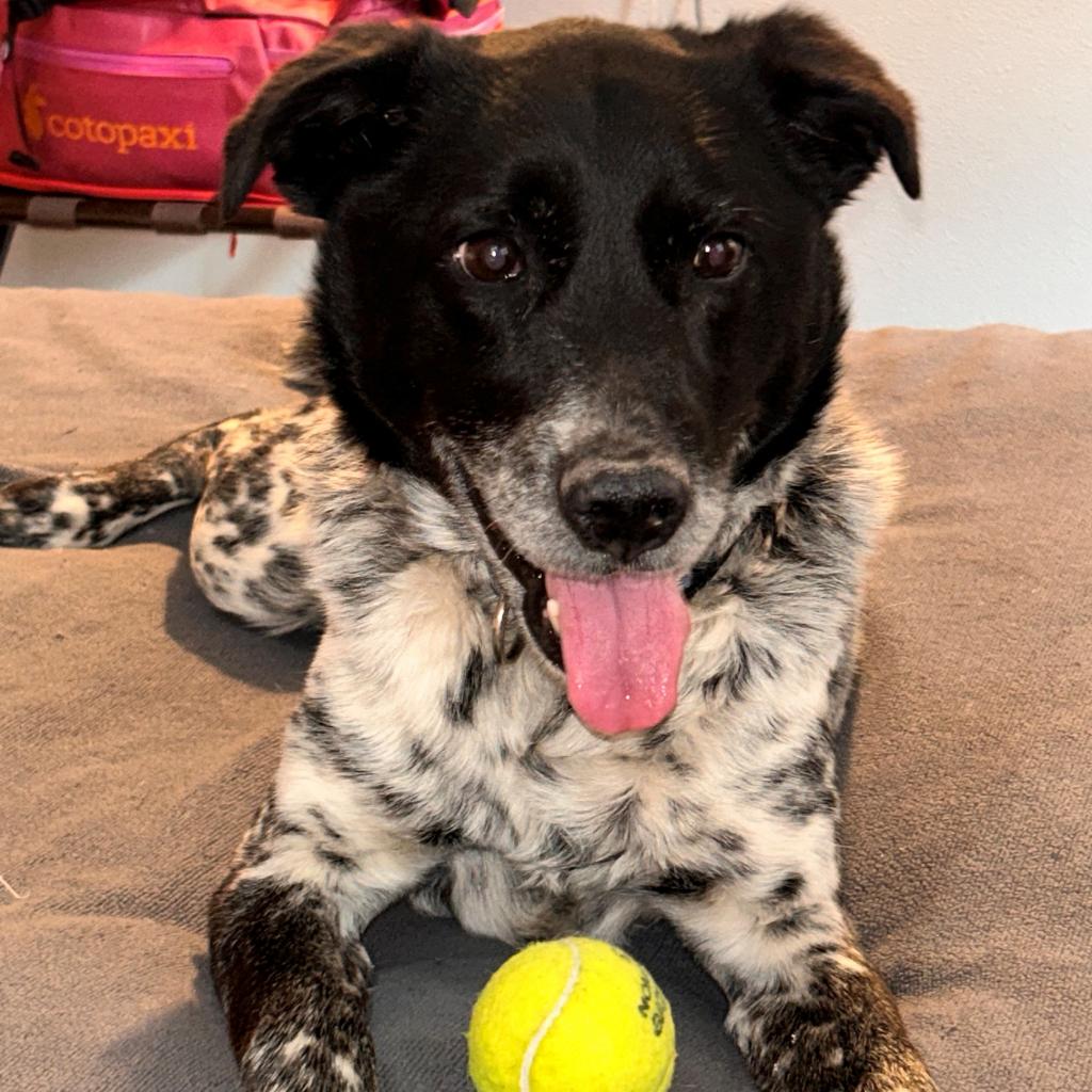 Adoptable Male Male