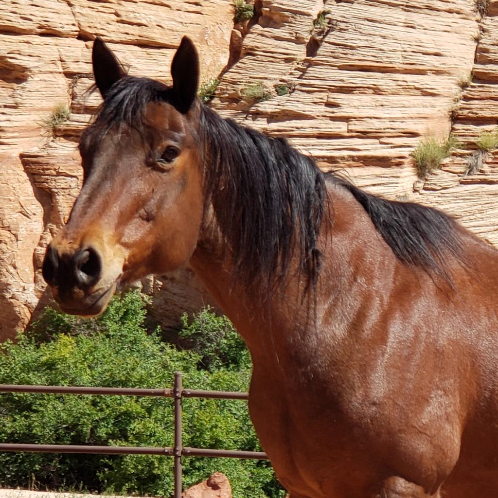 Banjo - Quarter Horse