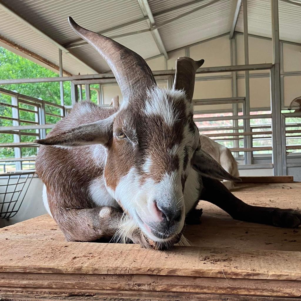 Adoptable Male Male