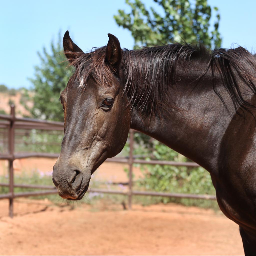 Buster - Quarter Horse