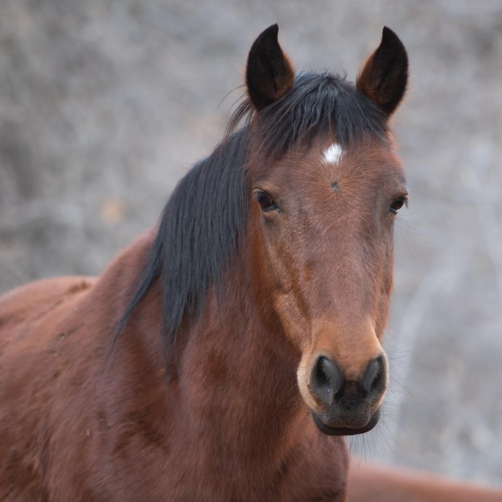 Jasmin - Mustang