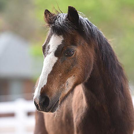 Snickers - Pony, Shetland